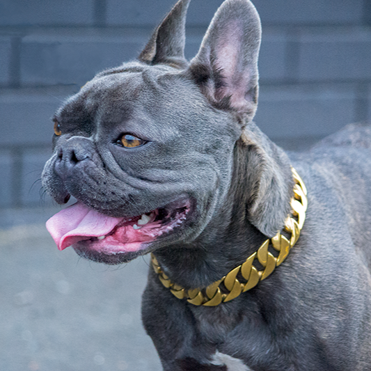 french bulldog gold chainn collar