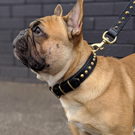 hand made leather dog collar on french bulldog.