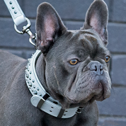 grey leather dog collar