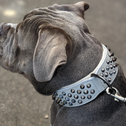 grey leather dog collars