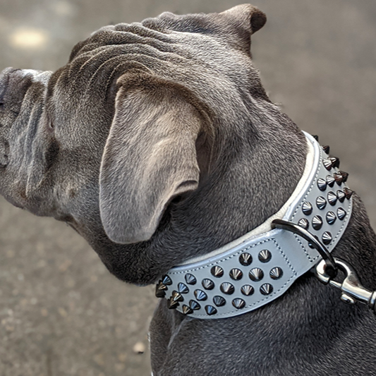 grey leather dog collars
