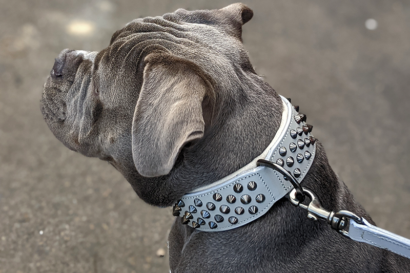 Hand Made Leather Dog Collar - Ruthless Grey &amp; Black (Wide Fit)