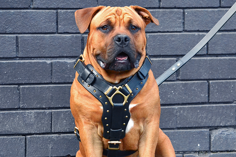 hand made leather dog harness