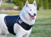 Siberian Husky in canine weight vest exercising in outdoor dog park.