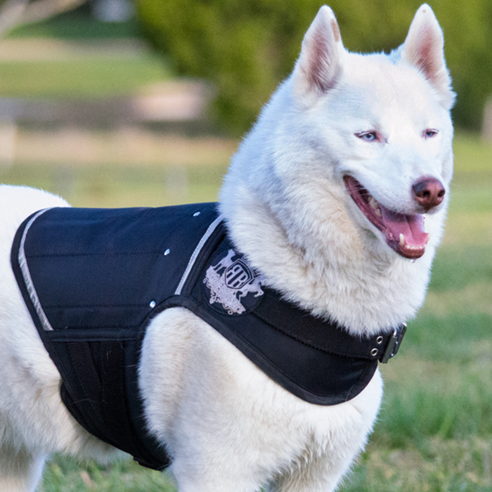 Siberian Husky in canine weight vest exercising in outdoor dog park.