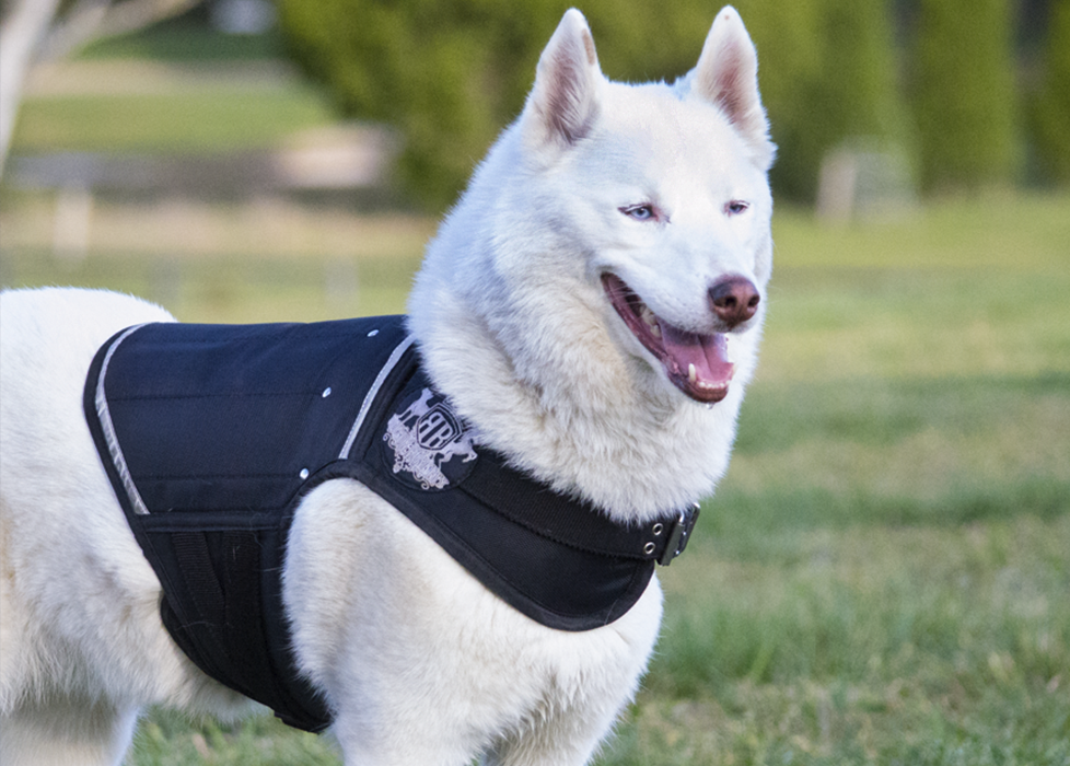 Rogue Royalty Canine Vest - Weight Ingots