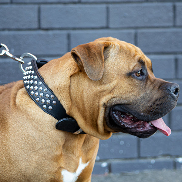 Rogue RuffNeck Studded Black Leather Dog Collar – Rogue Royalty