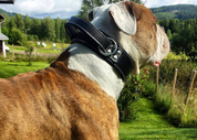 hand made leather dog collar specifically built for professional strong dogs and close quarter handling and dog training.