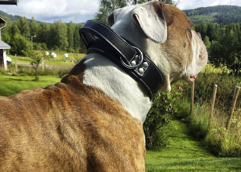 hand made leather dog collar specifically built for professional strong dogs and close quarter handling and dog training.