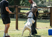 hand made leather dog collar specifically built for professional strong dogs and close quarter handling and dog training.