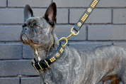 leather staffy dog collars