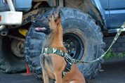 Belgian Malinois dog wearing Rogue Royalty camo dog harness