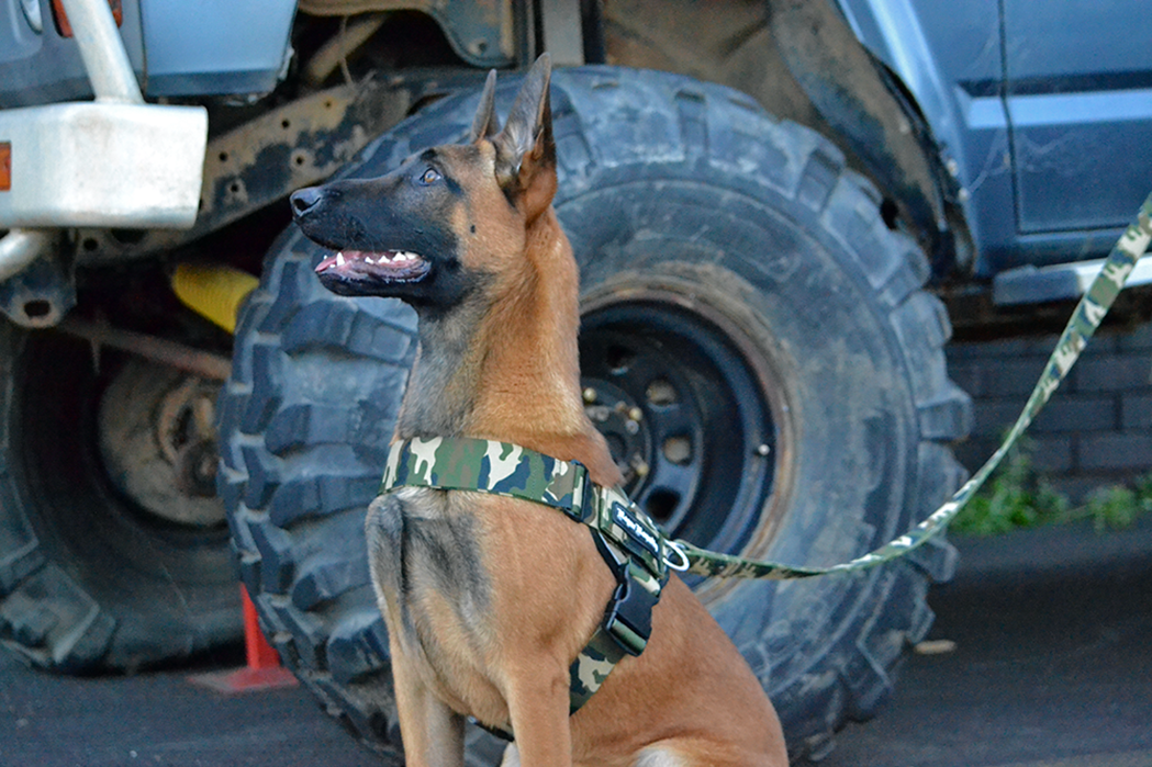 Belgian Malinois dog wearing Rogue Royalty camo dog harness
