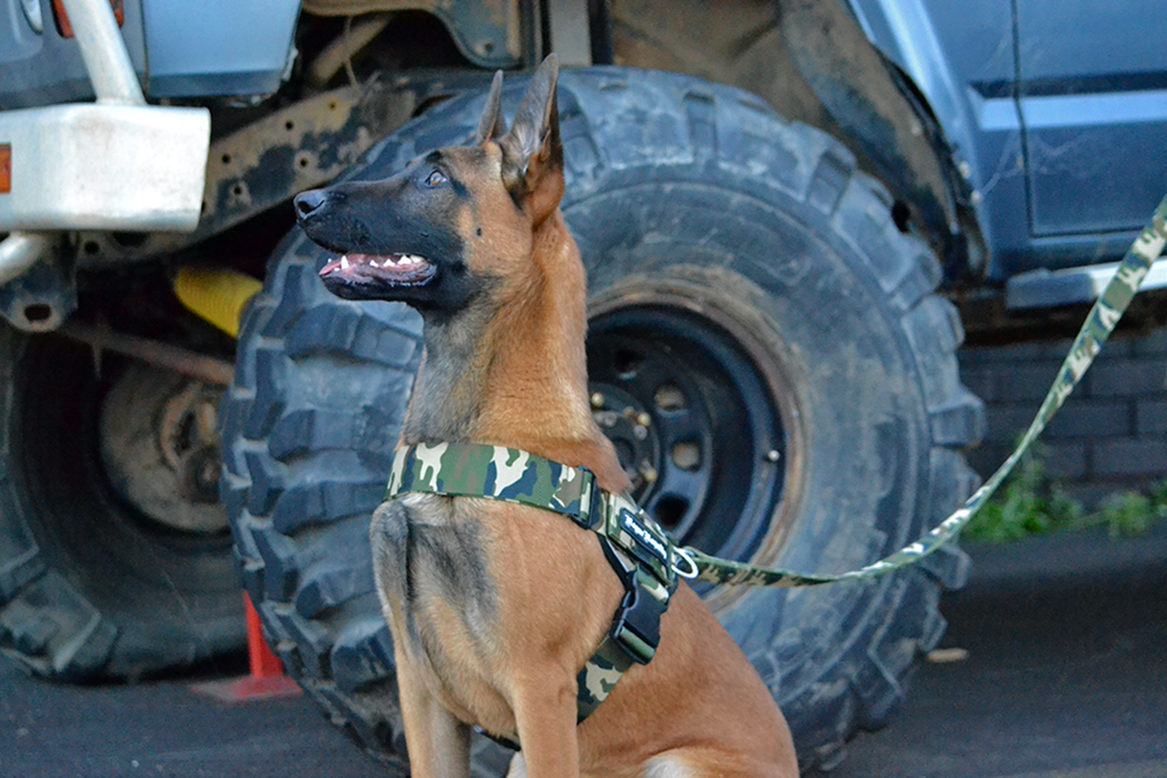 Camo Quick Fit Dog Harness Strong Comfortable