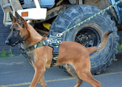 mali-camo-harness