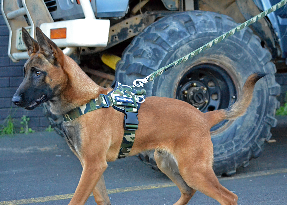 Camo Quick Fit Dog Harness Strong Comfortable