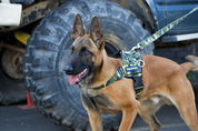 mali-camo-harness