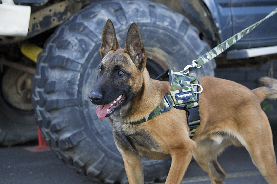 Camo Quick Fit Dog Harness Strong Comfortable