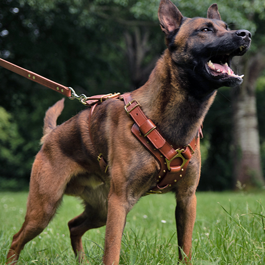 malinois dog harness