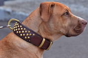 oak brown leather studded collars