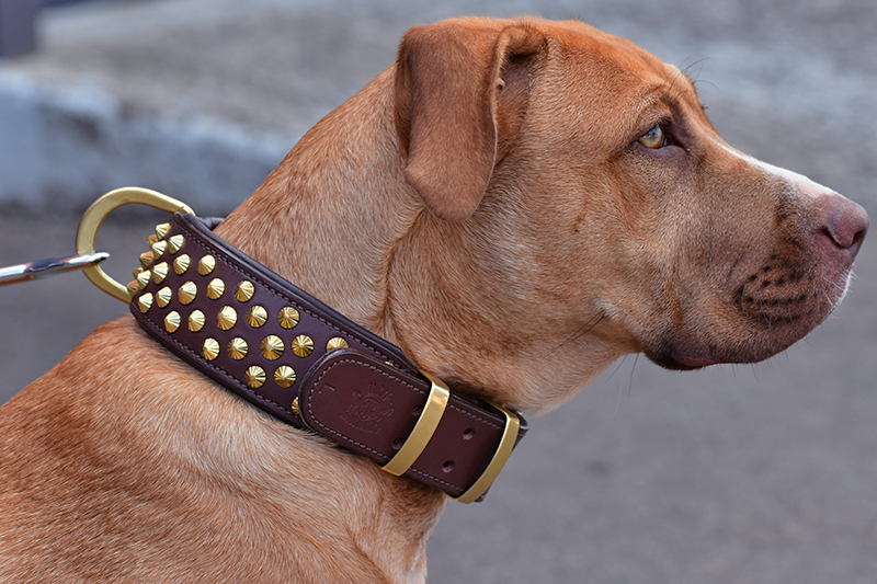 oak brown leather studded collars