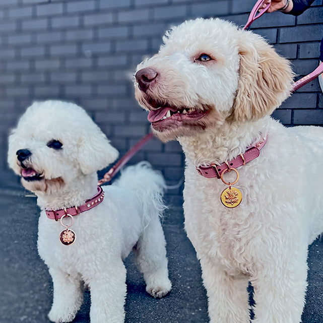 pink-leather-dog-collars
