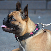 pink luxury dog collar