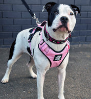 Pink adjustable walking dog harness.