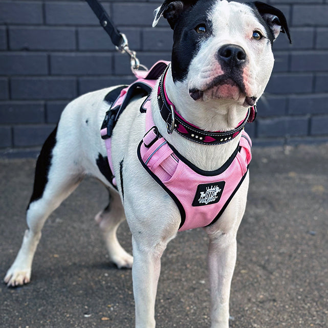 Pink adjustable walking dog harness.