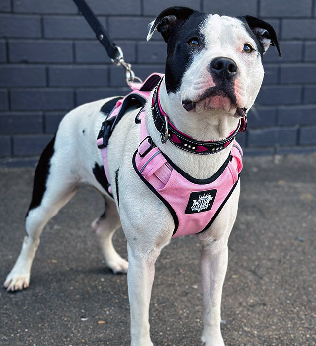 Pink adjustable walking dog harness.