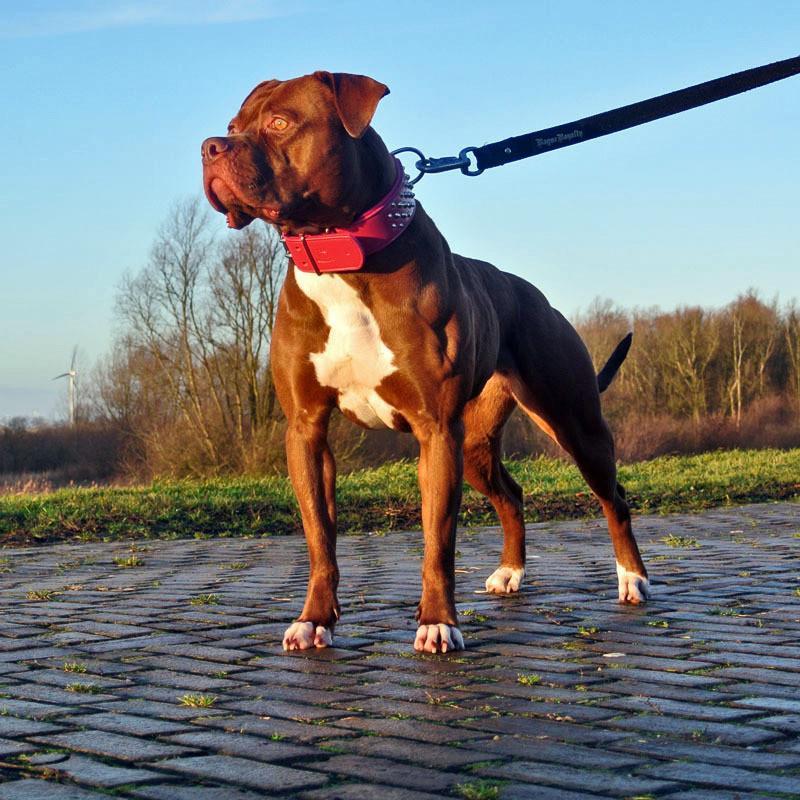 Ruffneck Pink Studded Collar on American Bulldog