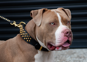 pitbull dog collars