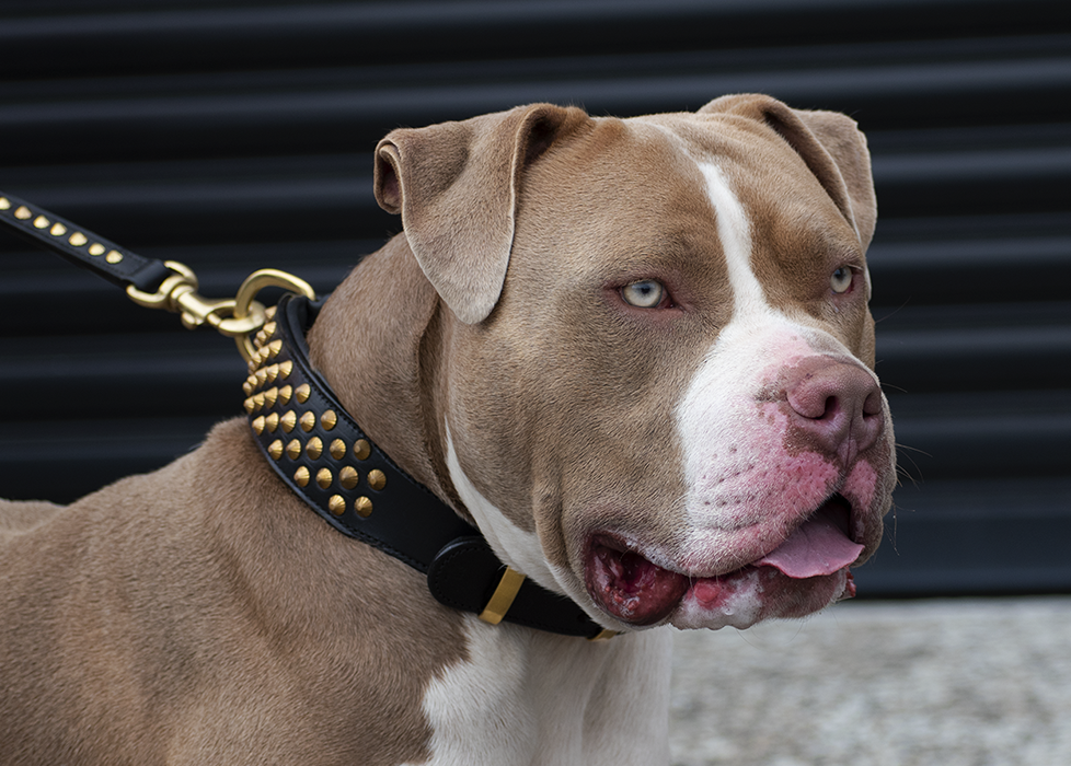 pitbull dog collars