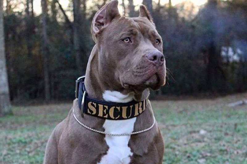 SECURITY Strong Dog Collar on pitbull