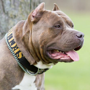 American bully security dog collars