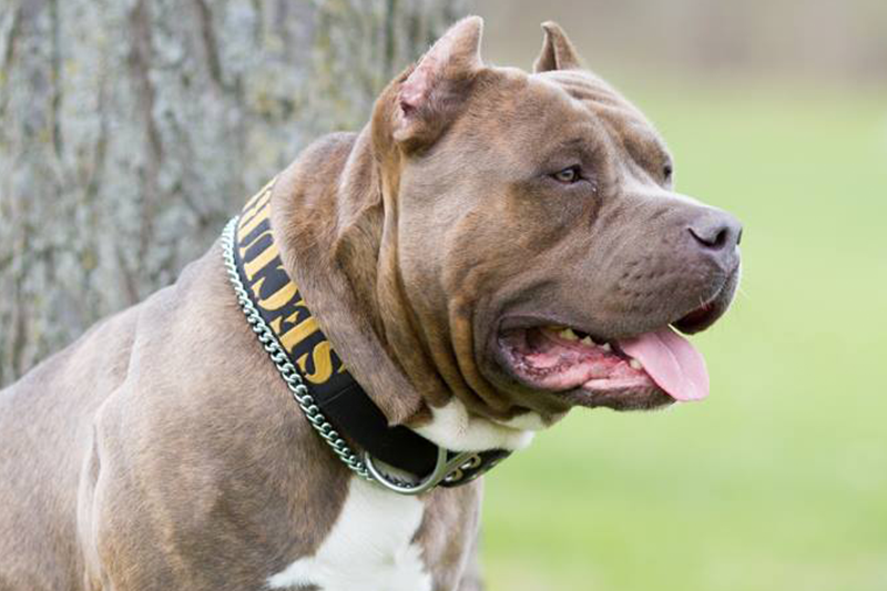 American bully security dog collars