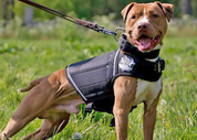 Side view of Rogue Royalty Black weight canine weight vest on pitbull terrier exercising outdoors.
