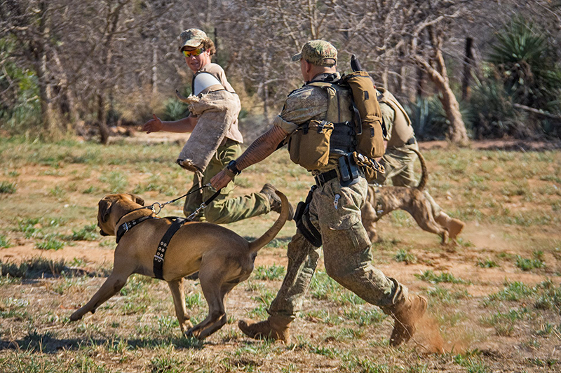 SupaTuff Strongest Dog in action with dog training in Africa