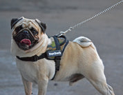 pug-harness
