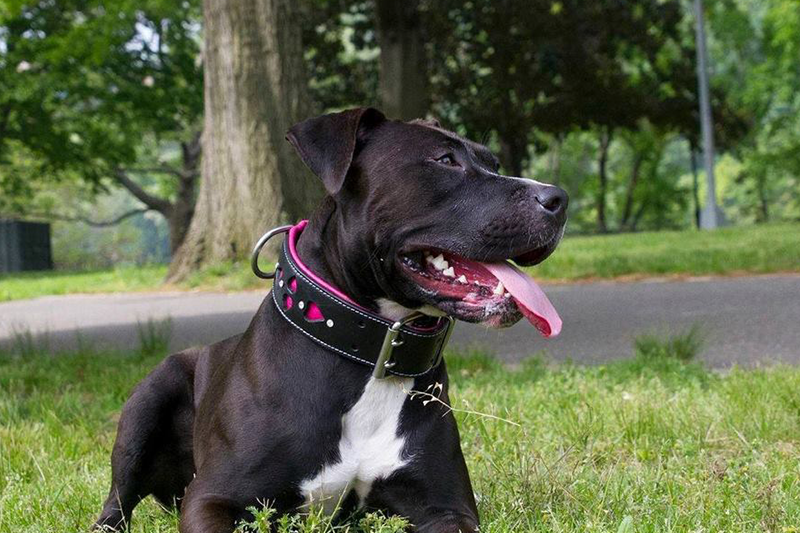 American Pit bull wearing pink and black leather dog collar