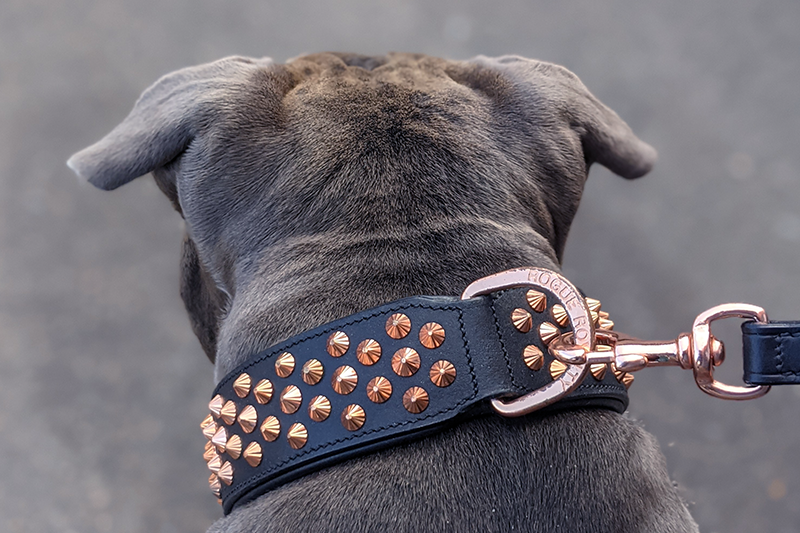 Bulldog wearing black and rose gold leather dog collar