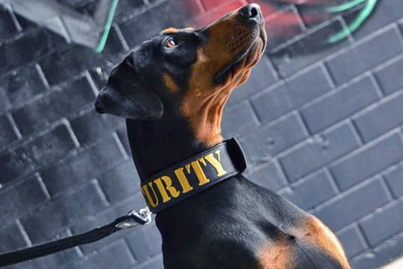 Black doberman in security dog collar