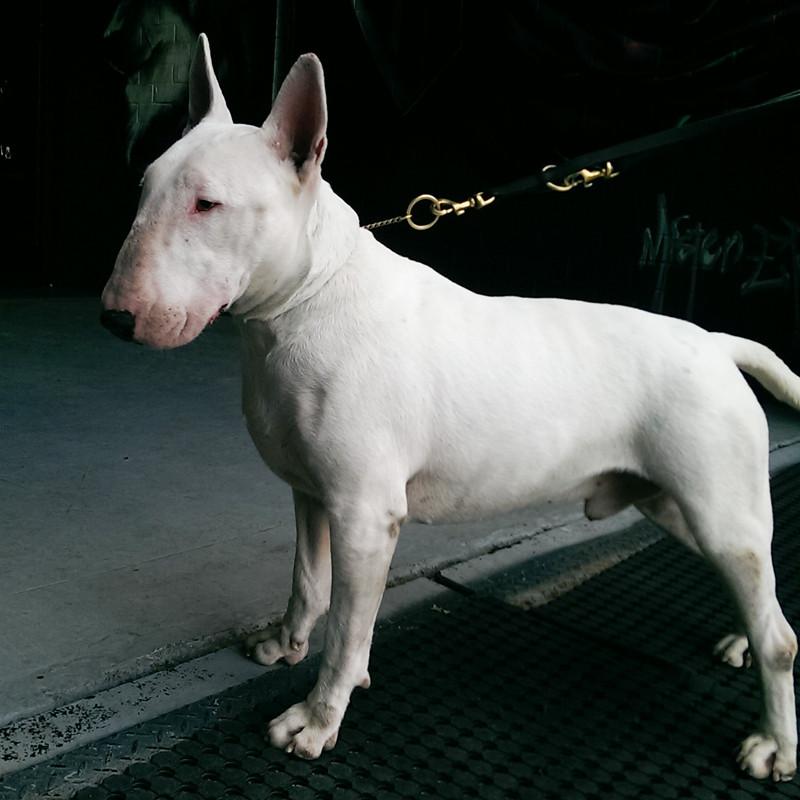 Brass slip dog collar on white bull terrier