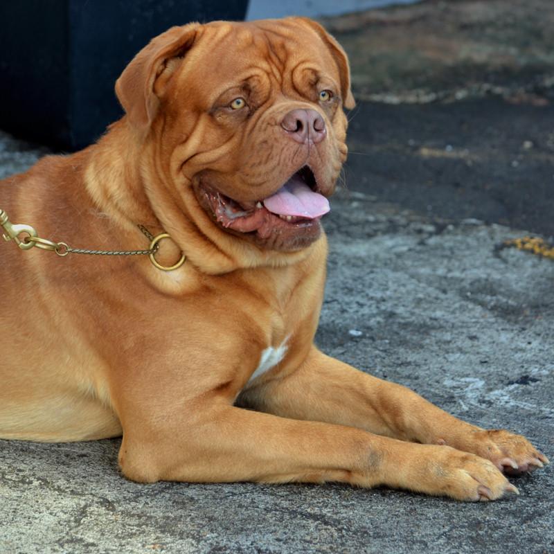 Brass slip dog collar on dog