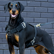 strong dog training harness