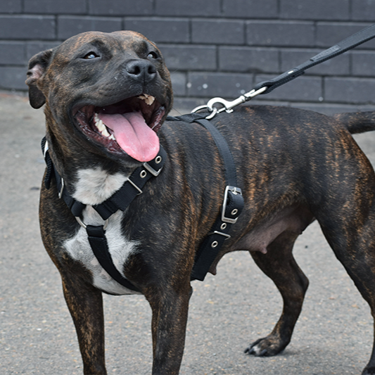 Strong harness best sale