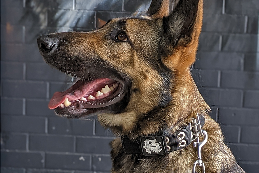 Collar rubbing dog's neck raw cheap