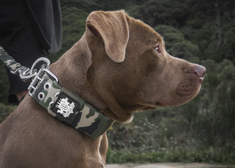 Heavy Duty Dog Collar on rednose pitbull