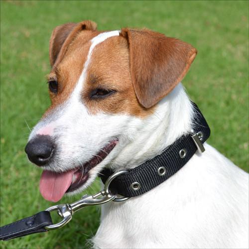 Dog Collar - SupaTuff Slimline