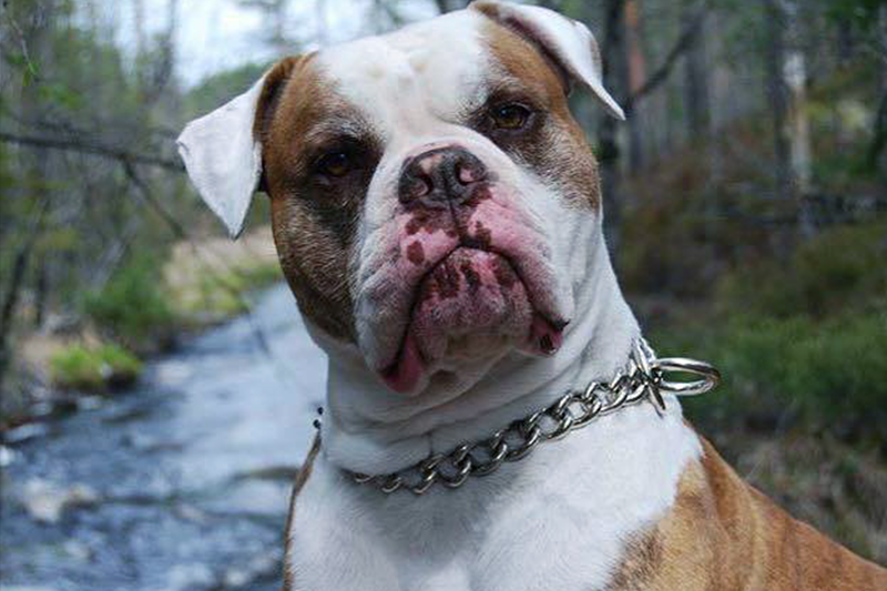 titan-steel-chain-dog-collar